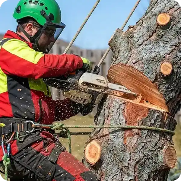 A professional arborist in full safety gear, including a green helmet and face shield, performs a precision cut on a large tree trunk using a chainsaw; he is secured by a climbing harness and rigging ropes as wood chips fly from the deep wedge cut in the thick bark.