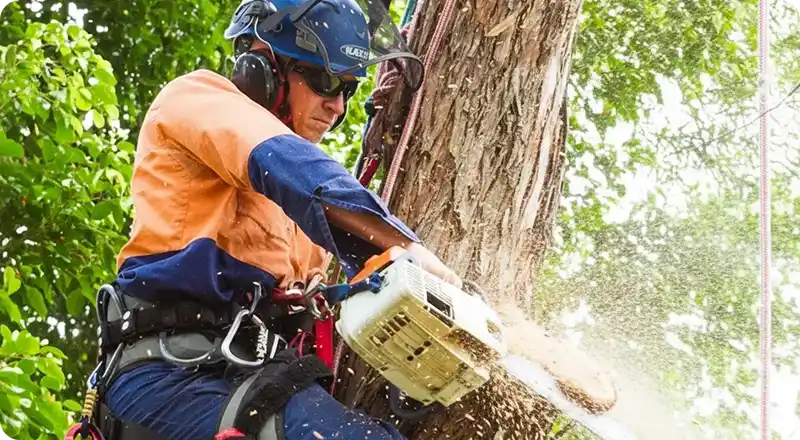A professional arborist wearing a safety helmet, ear protection, and a harness, using a chainsaw to cut a large section of a tree trunk while suspended by climbing ropes.