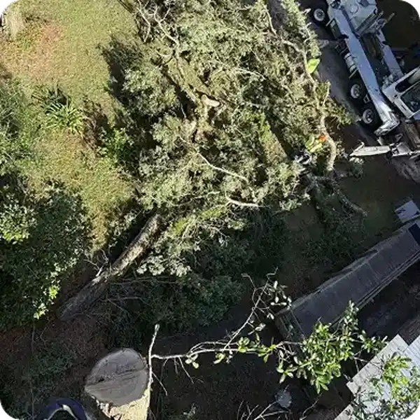 An aerial, top-down view of a professional tree removal service in progress; a large tree has been felled across a residential lawn next to a house, while a crew member in safety gear works near a white crane truck parked on the street.